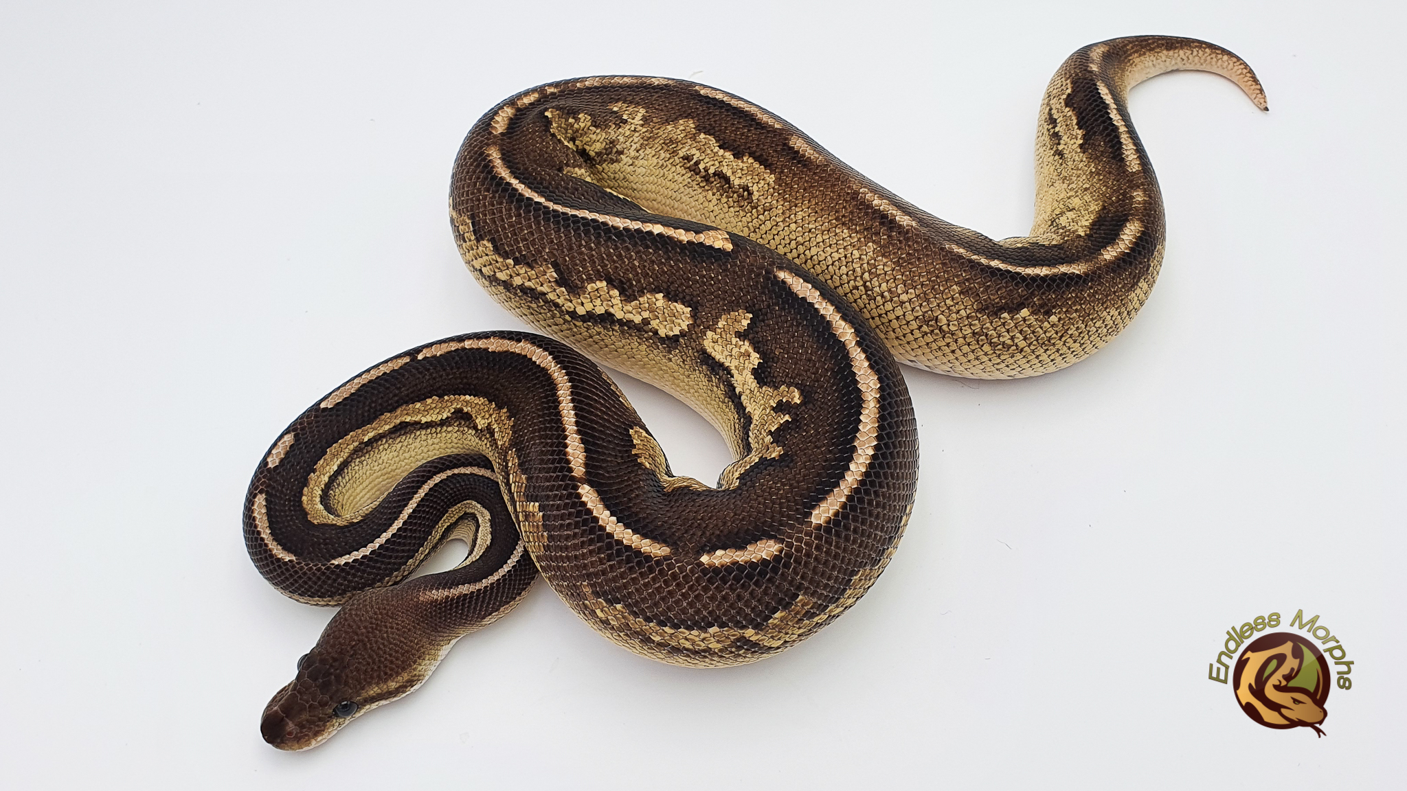 1.0 Calico Cinnamon Fire Phantom Ringer Gene Königspython