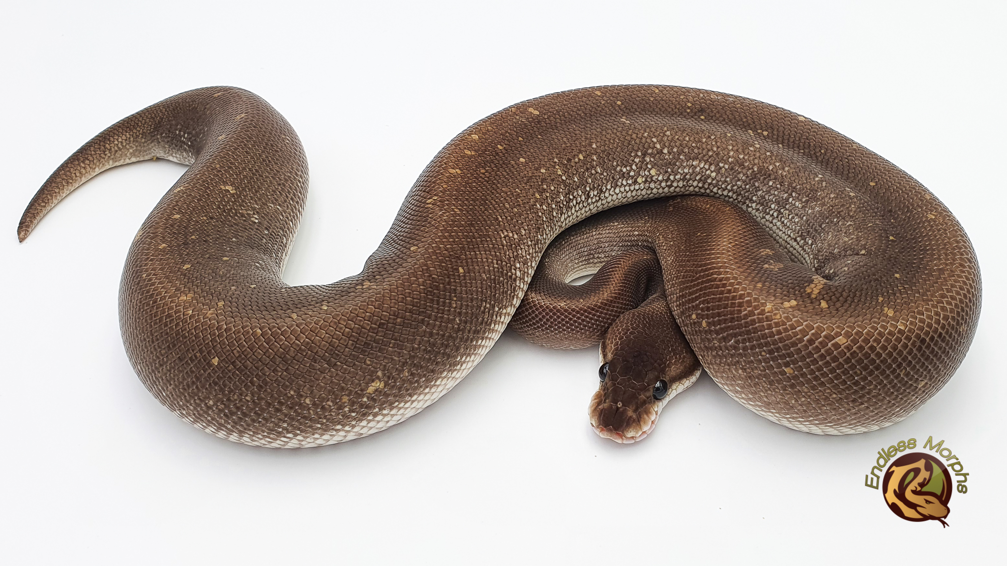 0.1 Black Head Fire Super Cinnamon Königspython