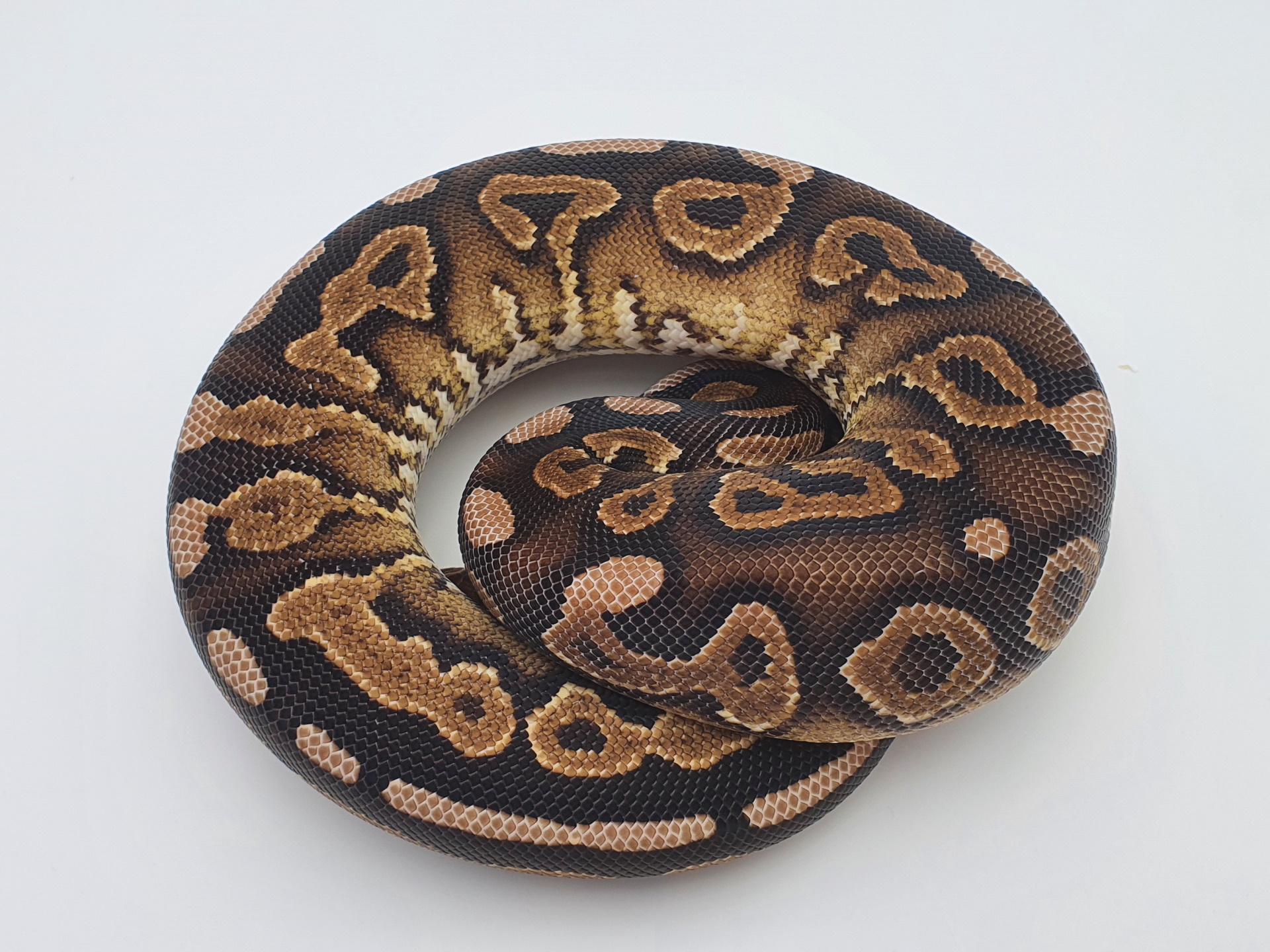 0.1 Cinnamon Yellow Belly Het. Desert Ghost Königspython
