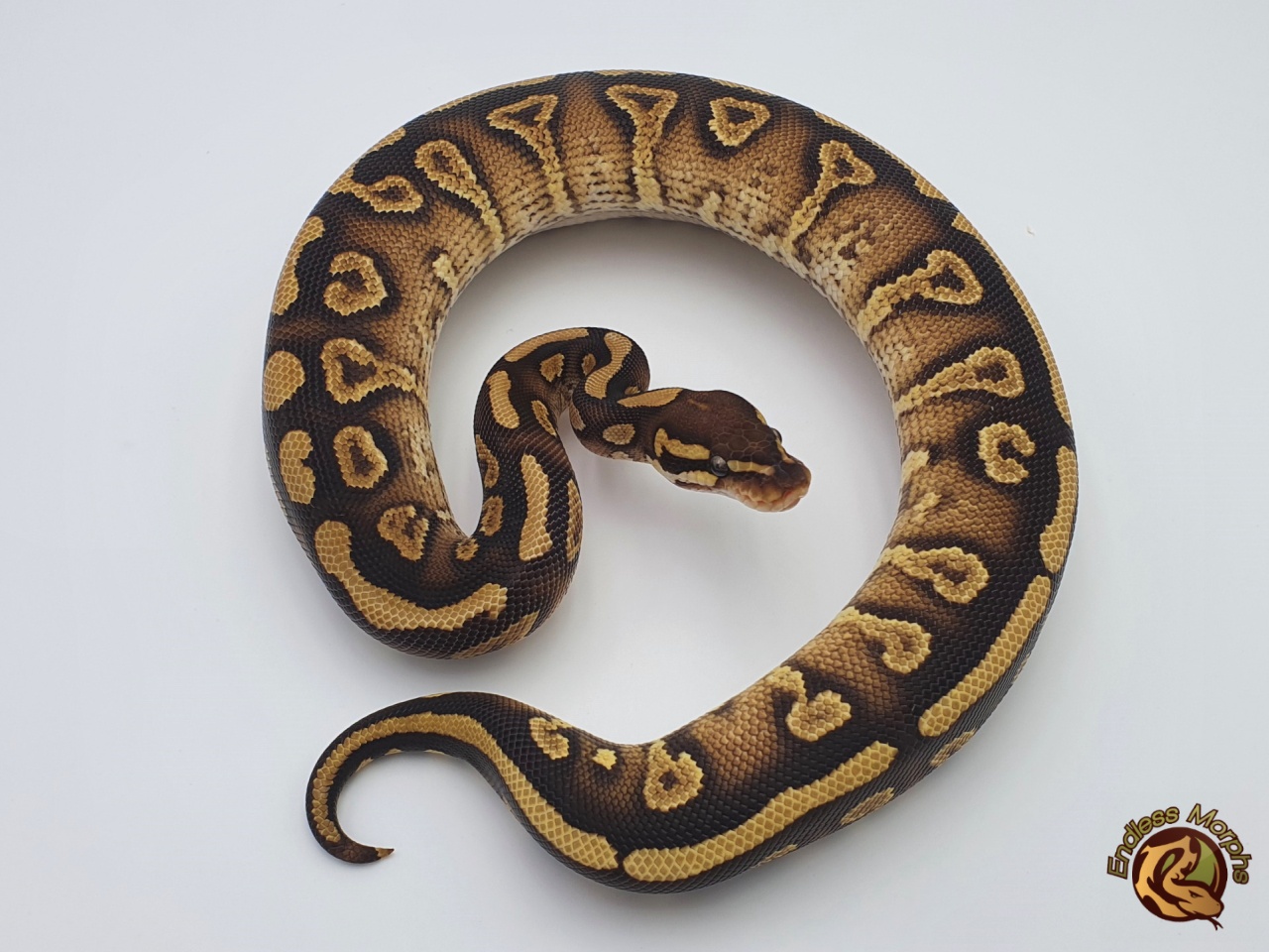 0.1 Black Head Phantom Yellow Belly Königspython