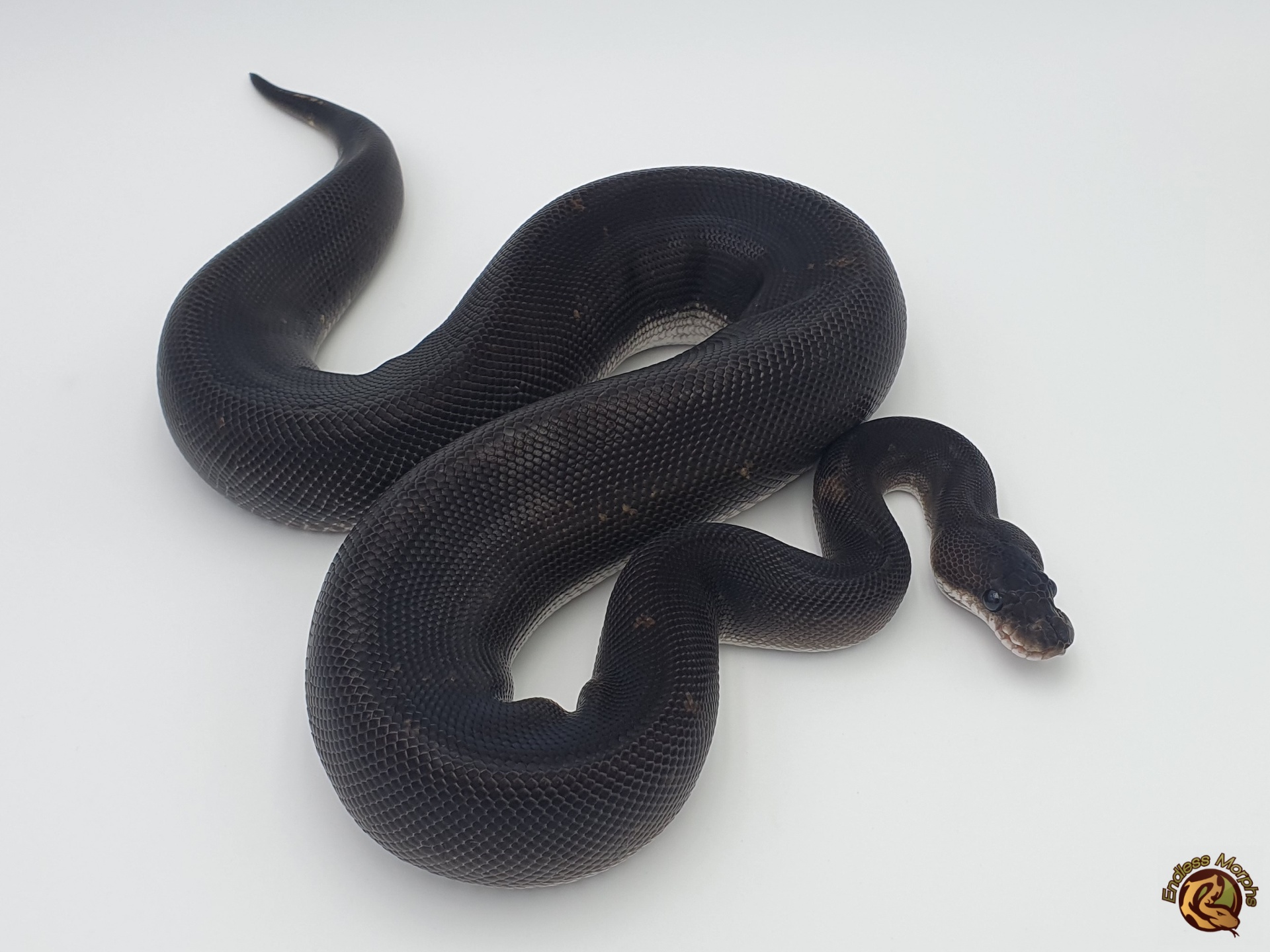 0.1 Black Head Super Cinnamon Königspython