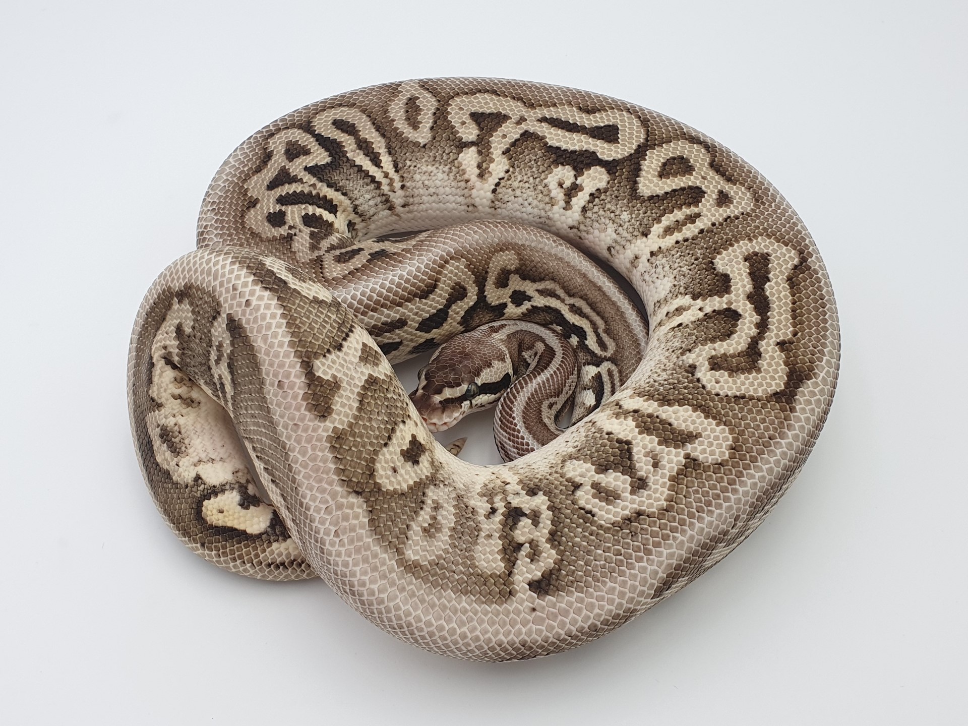 0.1 Calico Het Red Axanthic Leopard Super Pastel Königspython