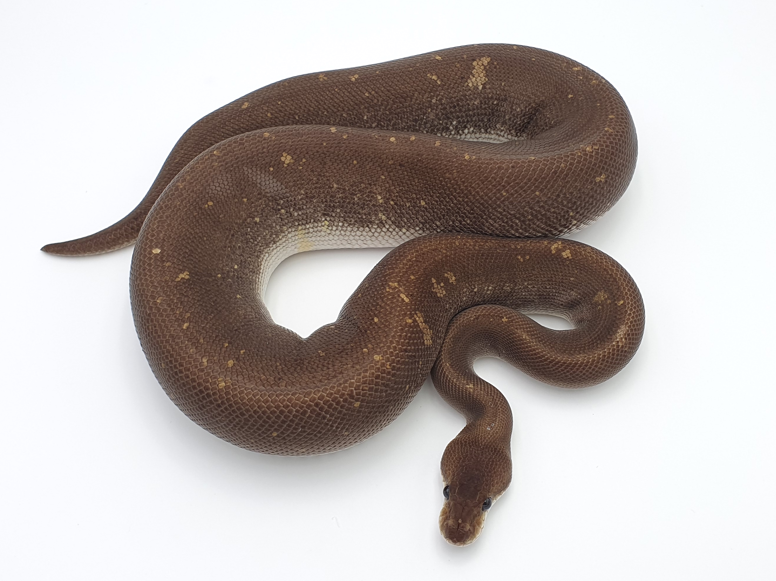 0.1 Black Head Fire Super Cinnamon Königspython