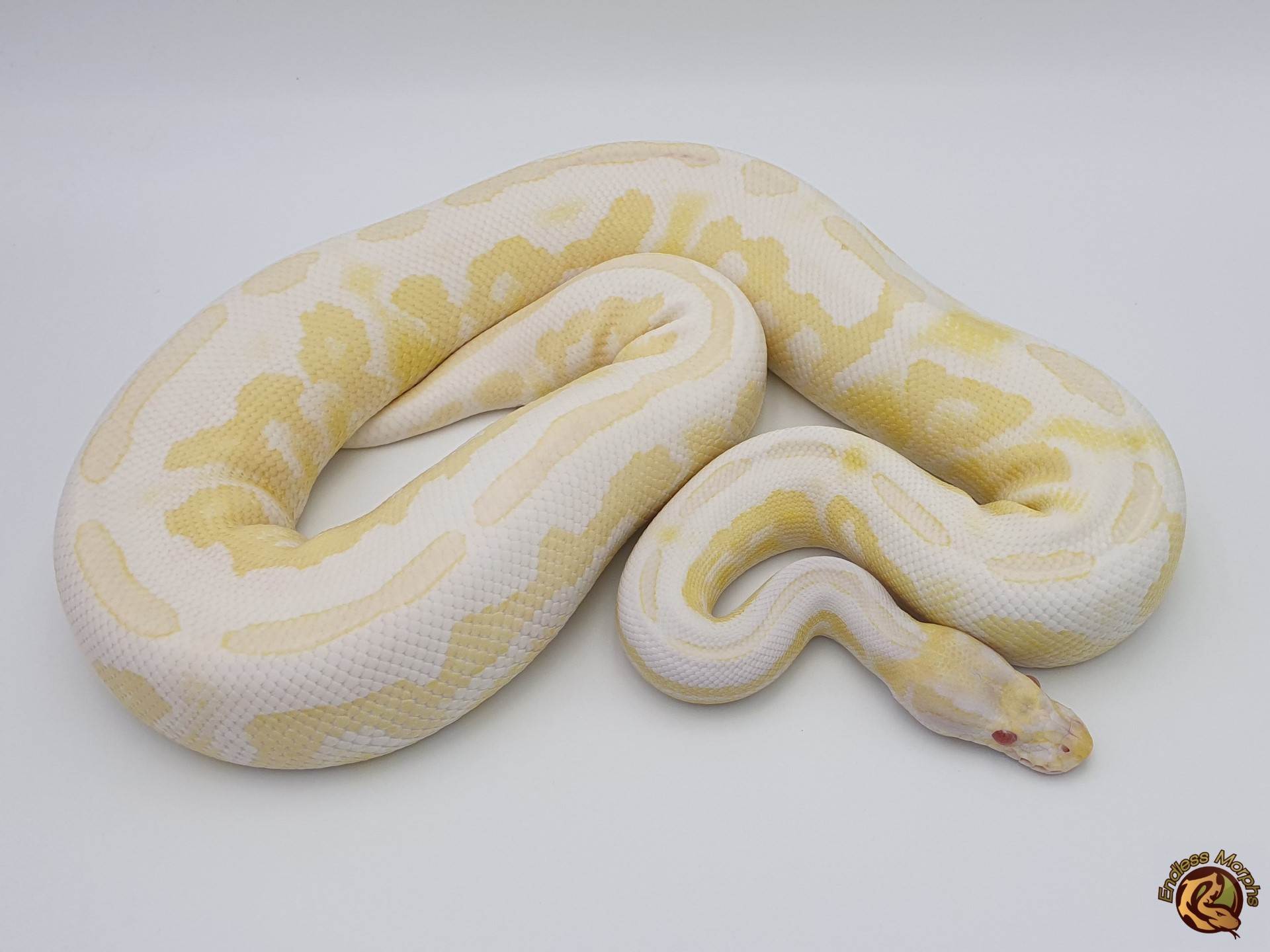 1.0 Albino Cinnamon Fire Königspython