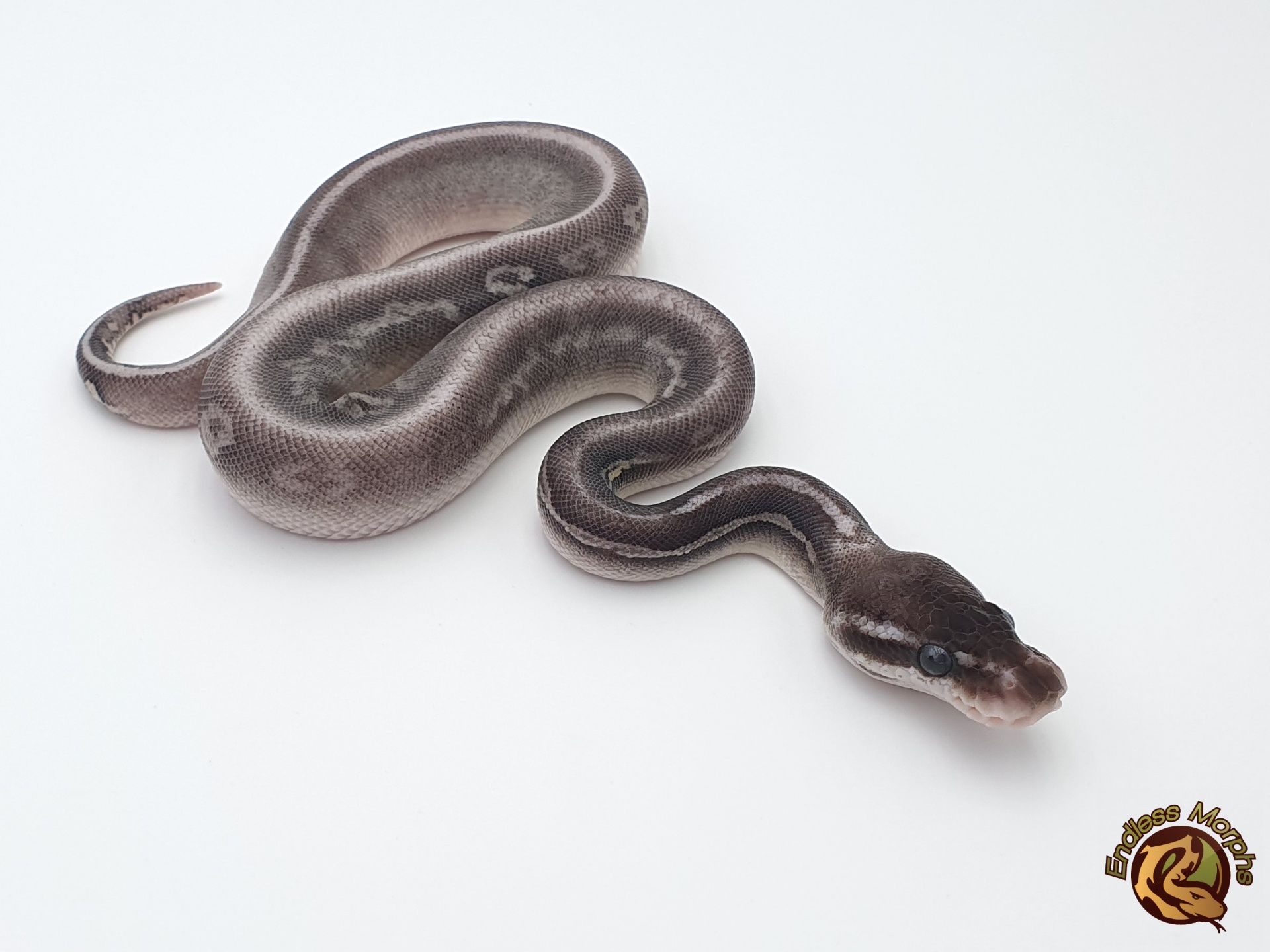 1.0 Black Head Het Red Axanthic Pastel Phantom Königspython