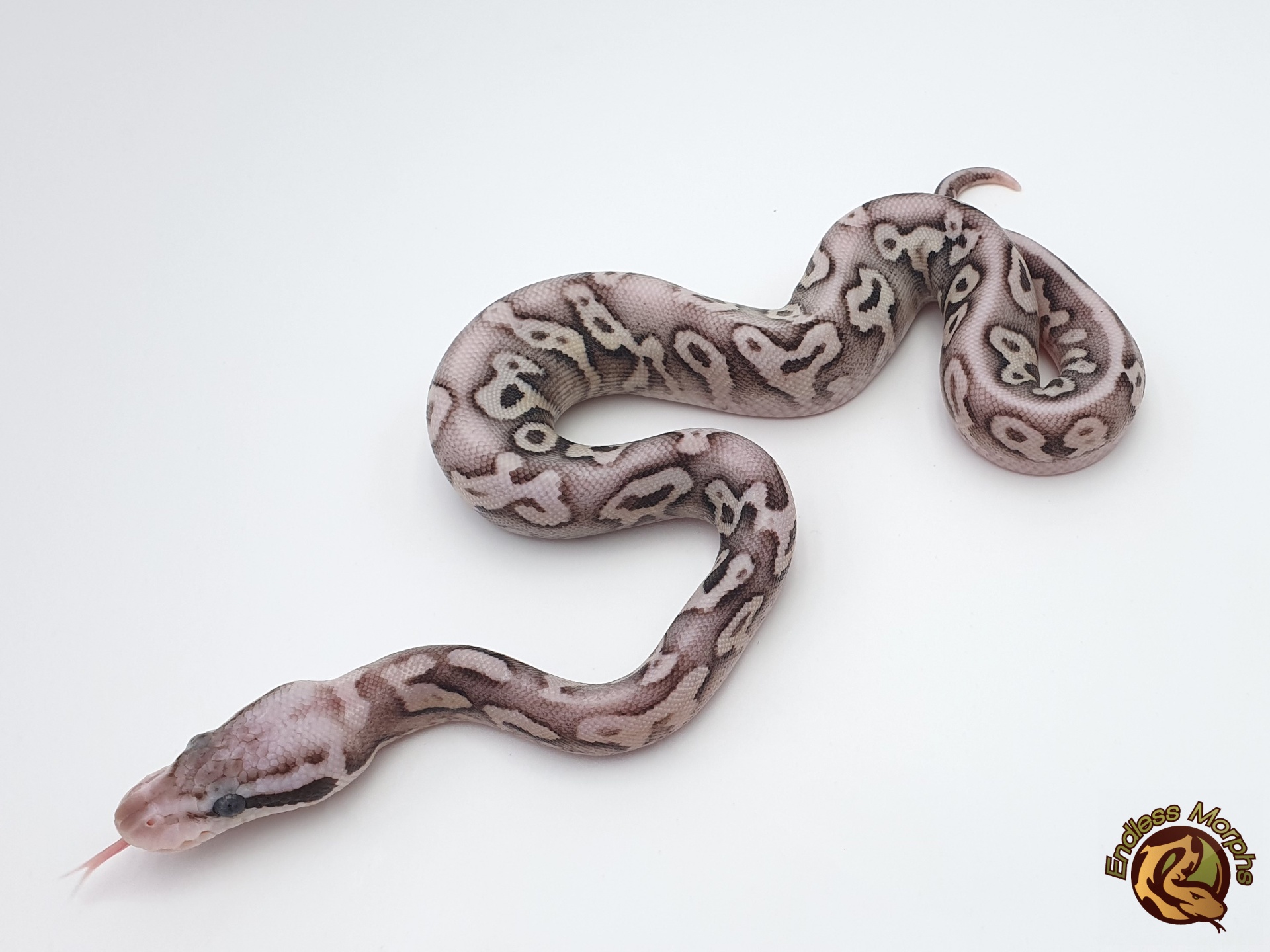 0.1 Fire Het Red Axanthic Pastel Königspython