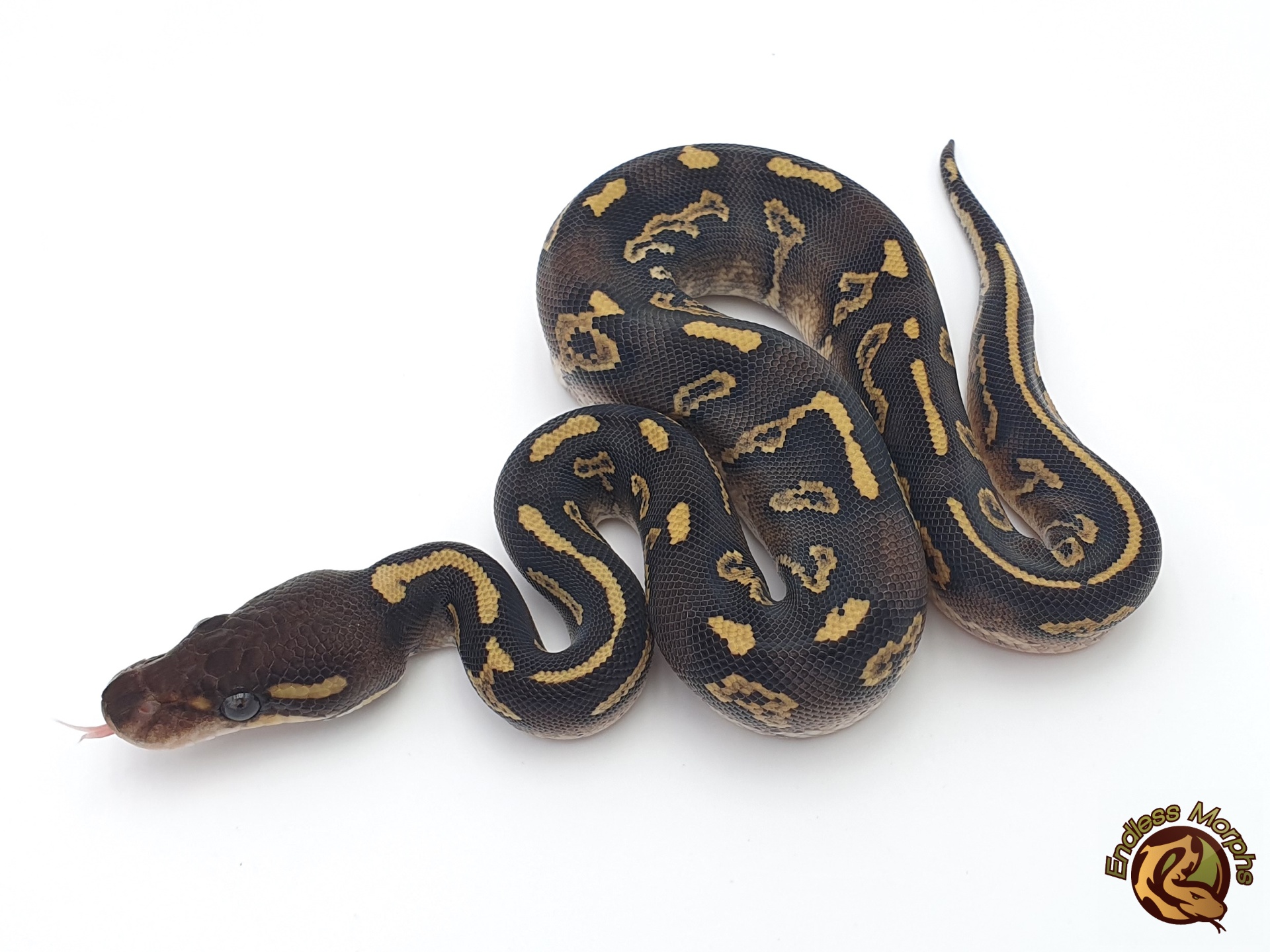 0.1 Black Head Phantom Red Gene Königspython
