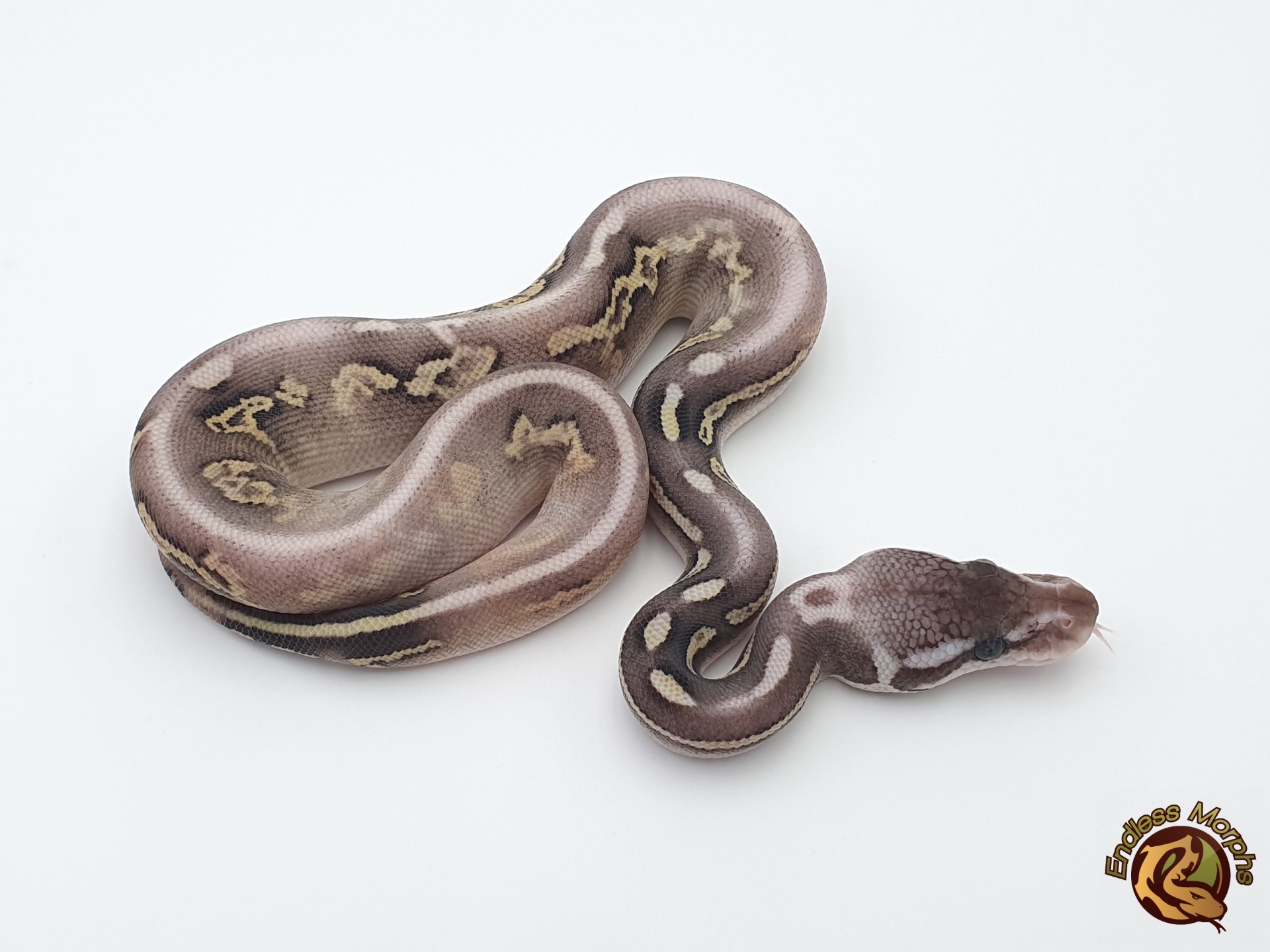0.1 Black Head Het Red Axanthic Pastel Red Gene Yellow Belly Königspython