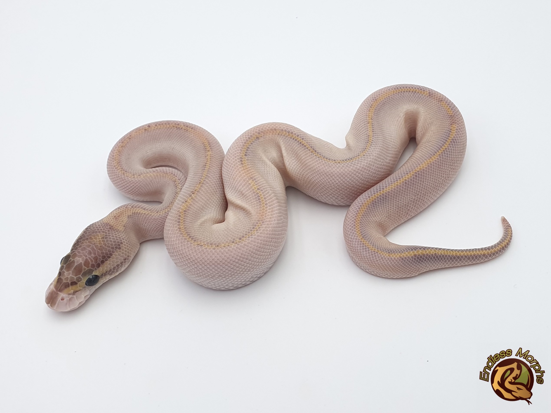 1.0 Ivory Königspython