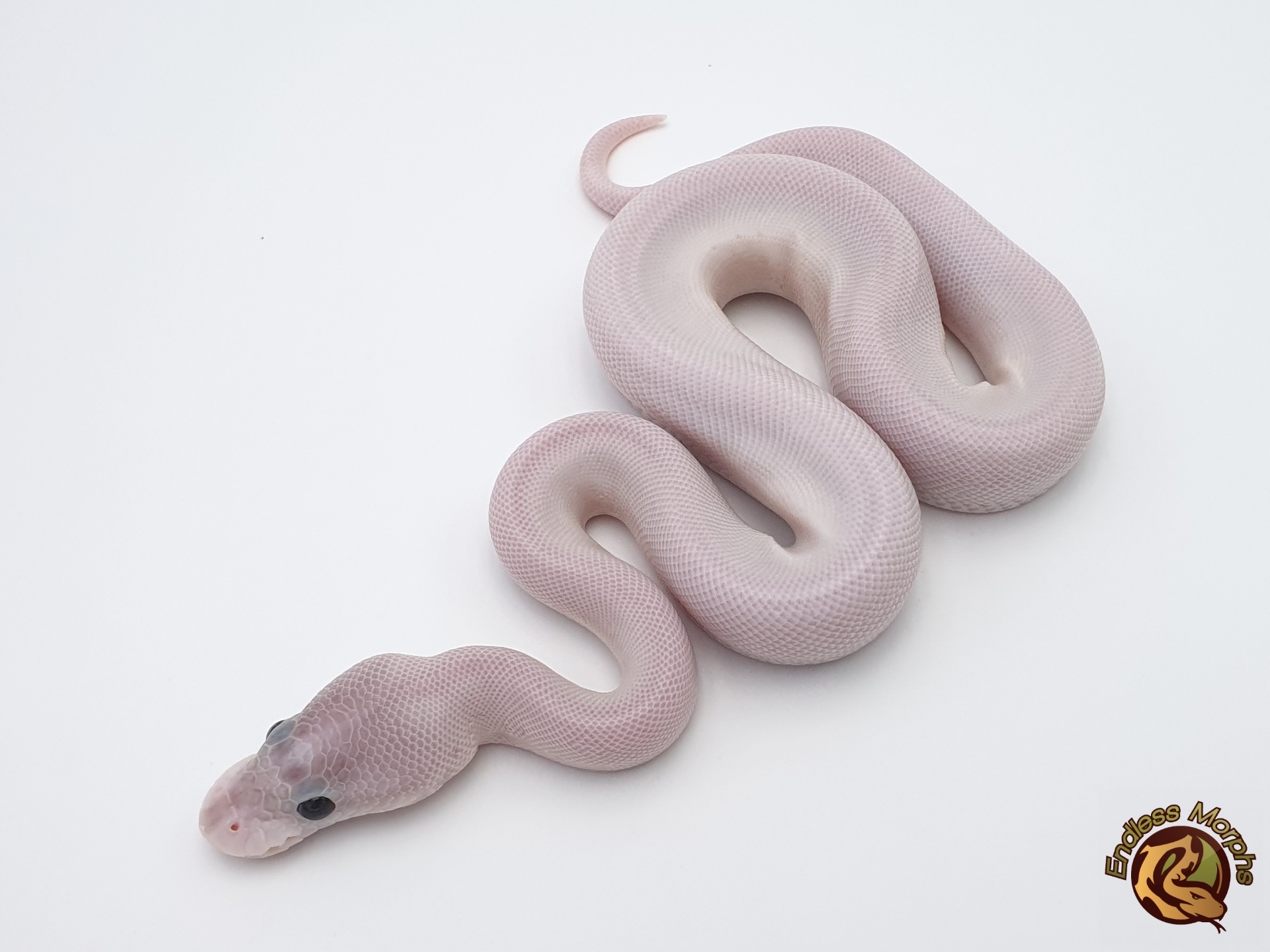 1.0 Ivory Königspython