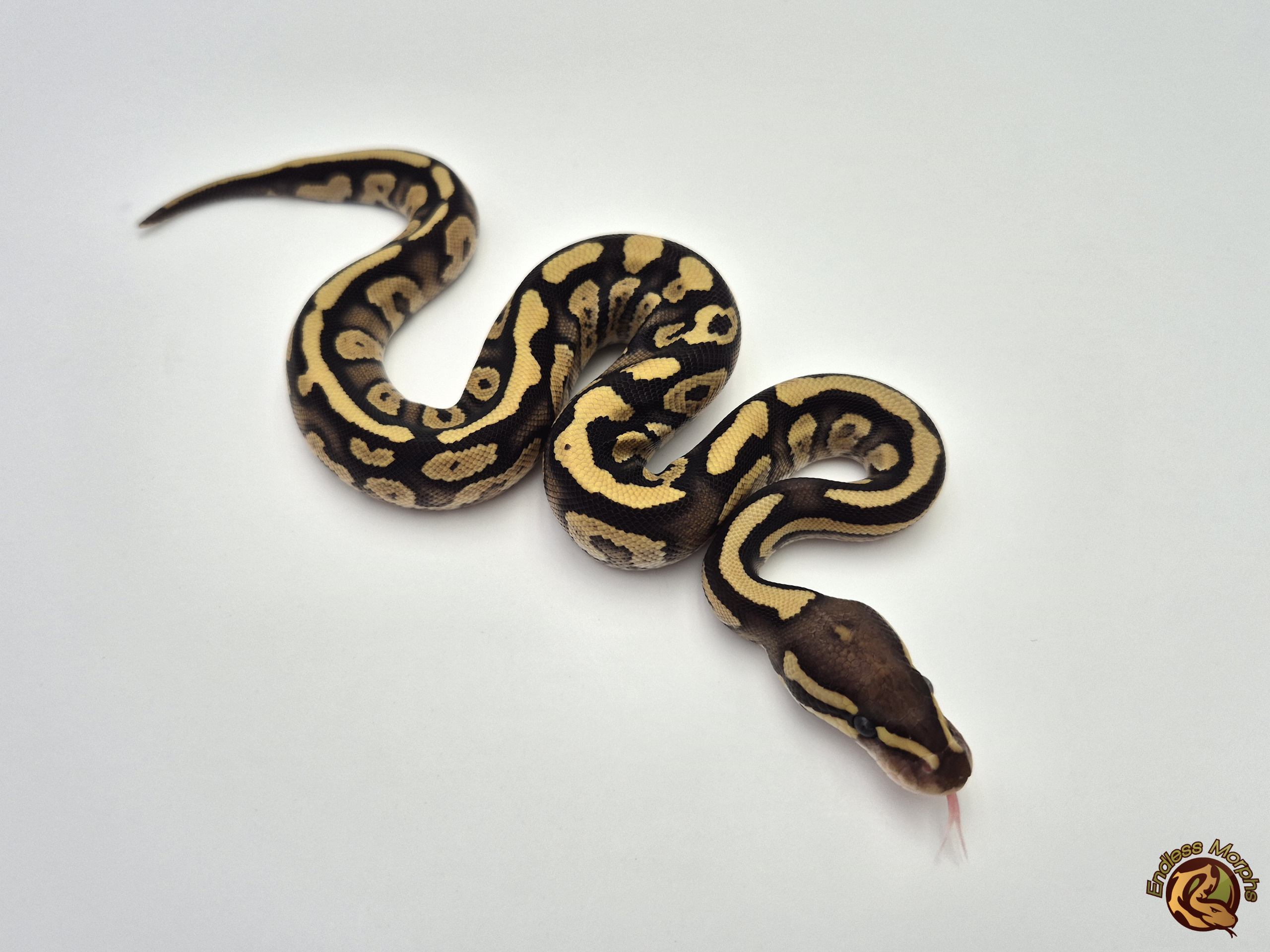 0.1 Fire Phantom Red Gene Königspython