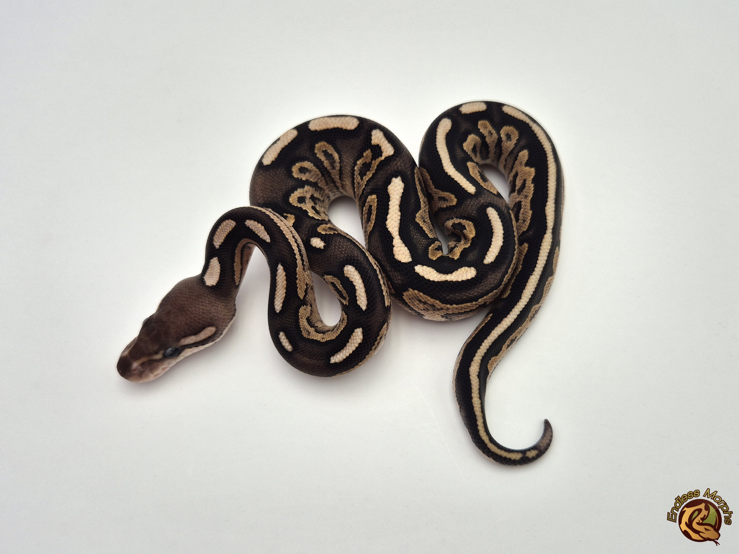 0.1 Cinnamon Fire Yellow Belly Königspython