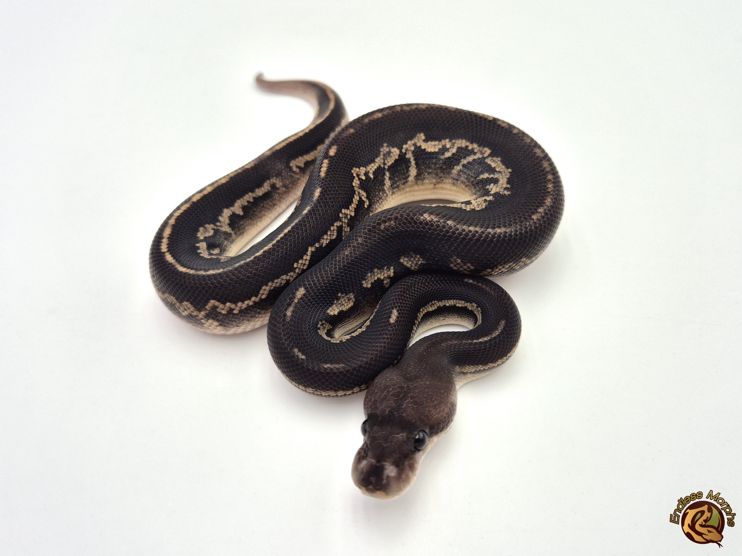 1.0 Black Head Cinnamon Phantom Königspython