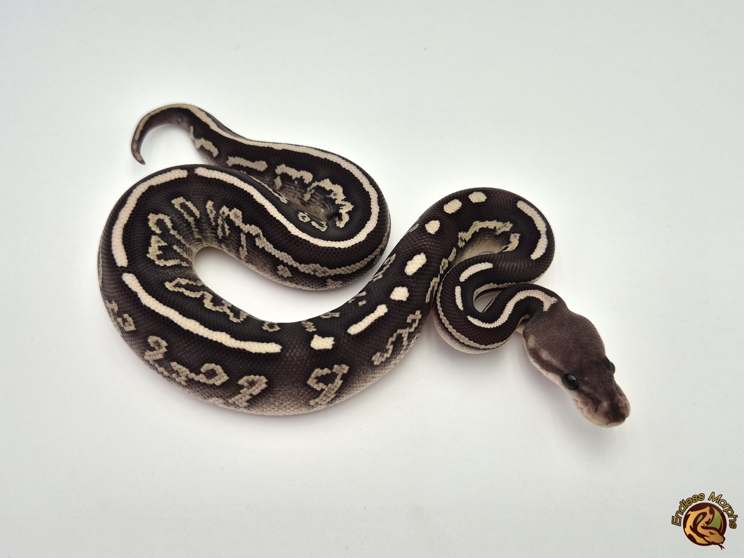 0.1 Cinnamon Fire Phantom Königspython