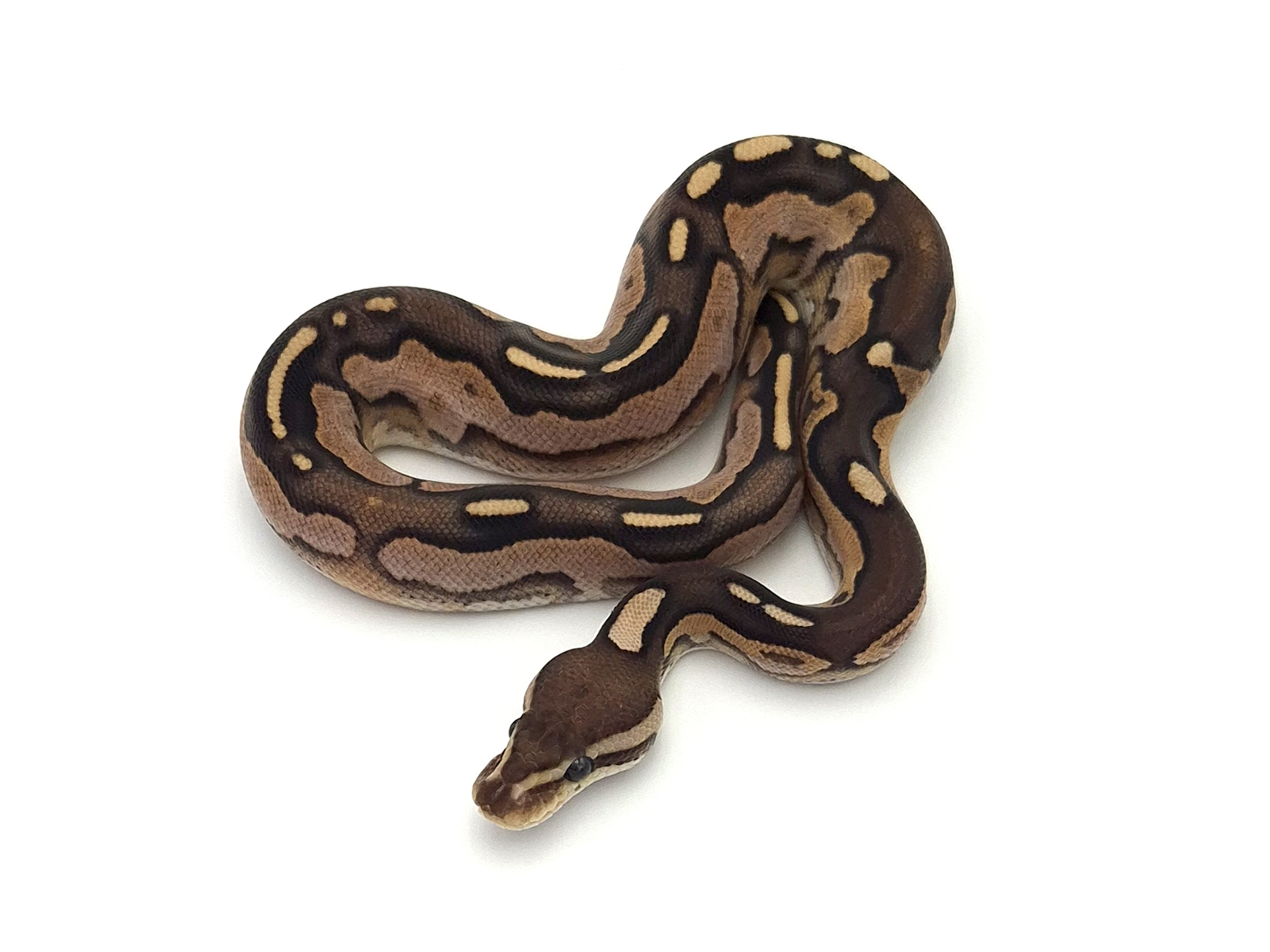 1.0 Calico Cinnamon Fire Phantom Königspython