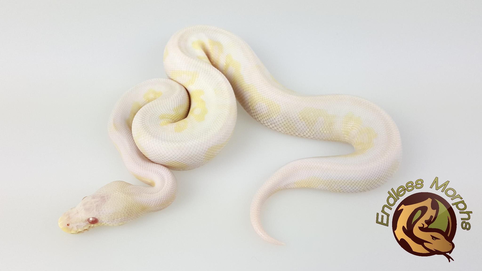 1.0 Albino Axanthic (VPI) Cinnamon Königspython