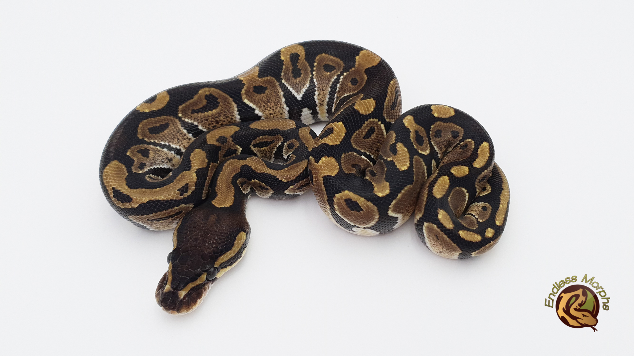 0.1 Het. Albino Het. Axanthic (VPI) Het. Desert Ghost Königspython