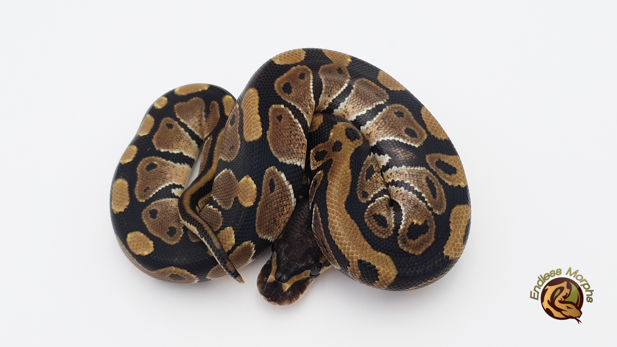 0.1 Het. Albino Het. Axanthic (VPI) Het. Desert Ghost Königspython