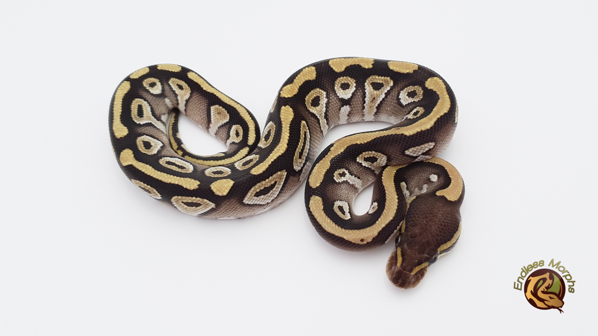 1.0 Mojave Het. Albino Het. Axanthic (VPI) Het. Desert Ghost Königspython