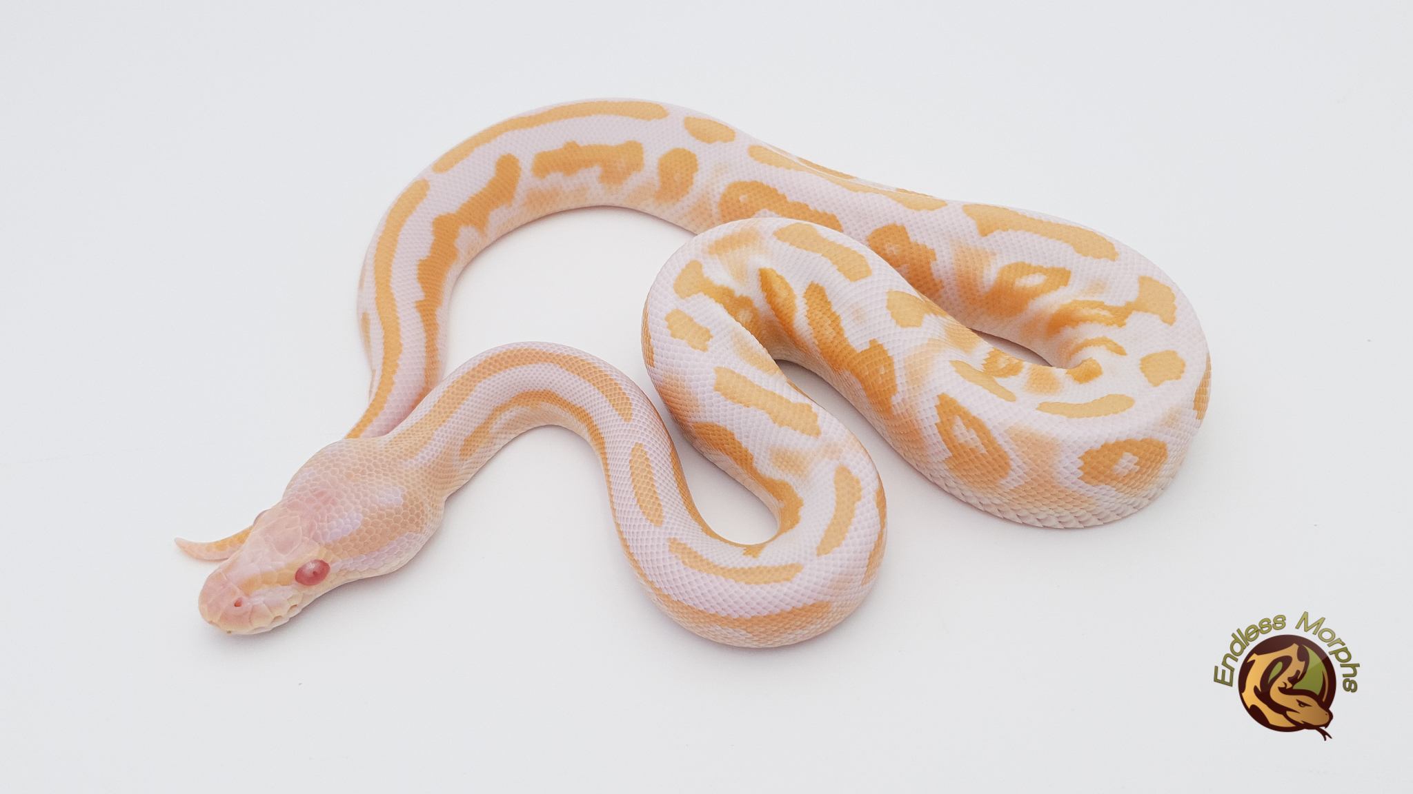 1.0 Albino Fire Königspython