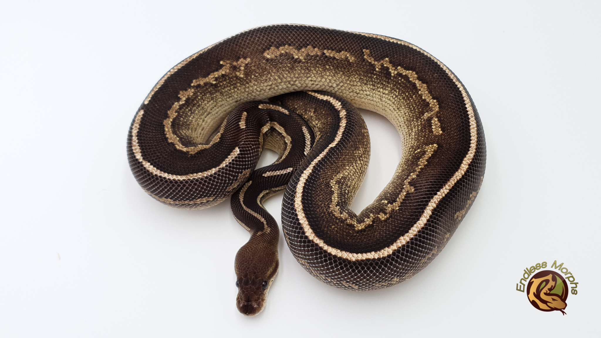 1.0 Black Head Cinnamon Fire Ringer Gene Yellow Belly Königspython